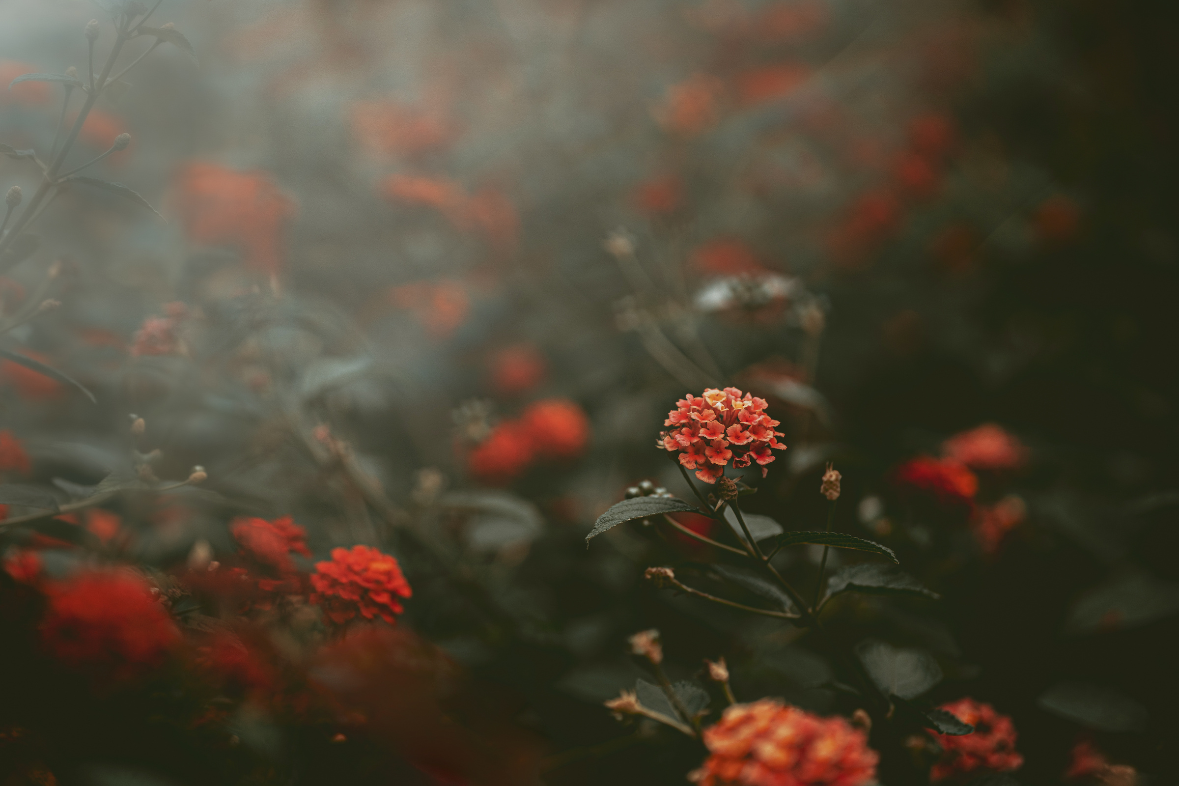 moody aesthetic fall floral background with copy space